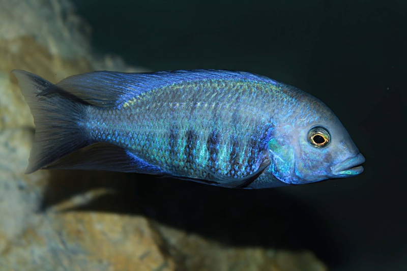 Protomelas annectens 'Otter Point'